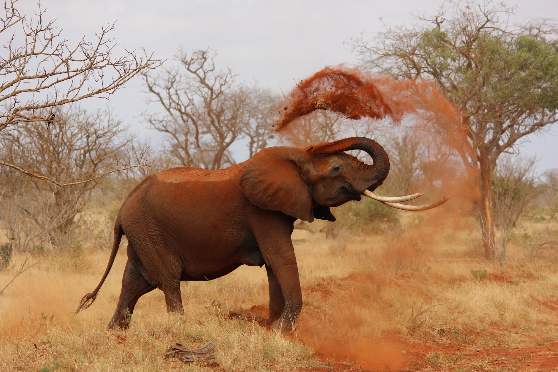animal wildlife elephant ivory