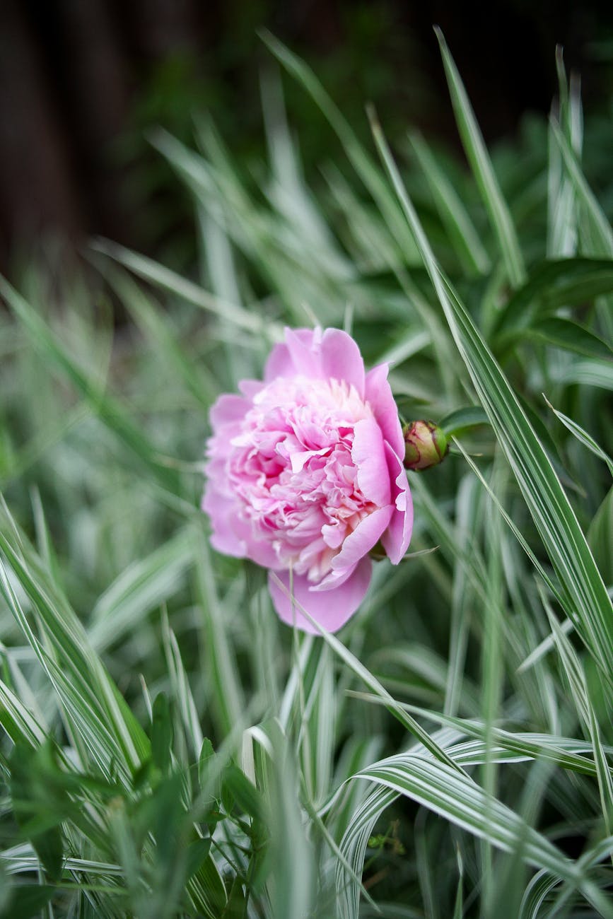 pink peony flower in garden