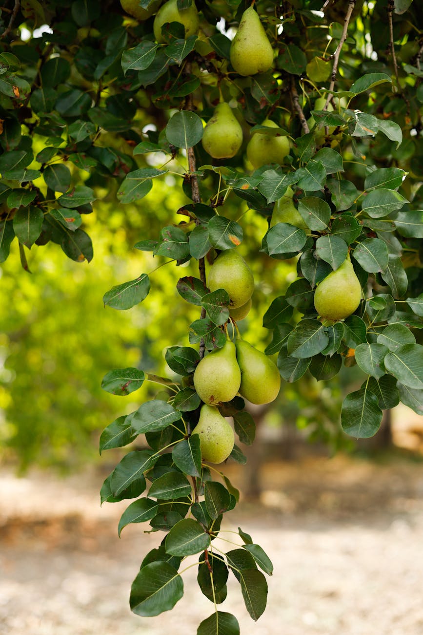 pears hanging from a tree in a garden