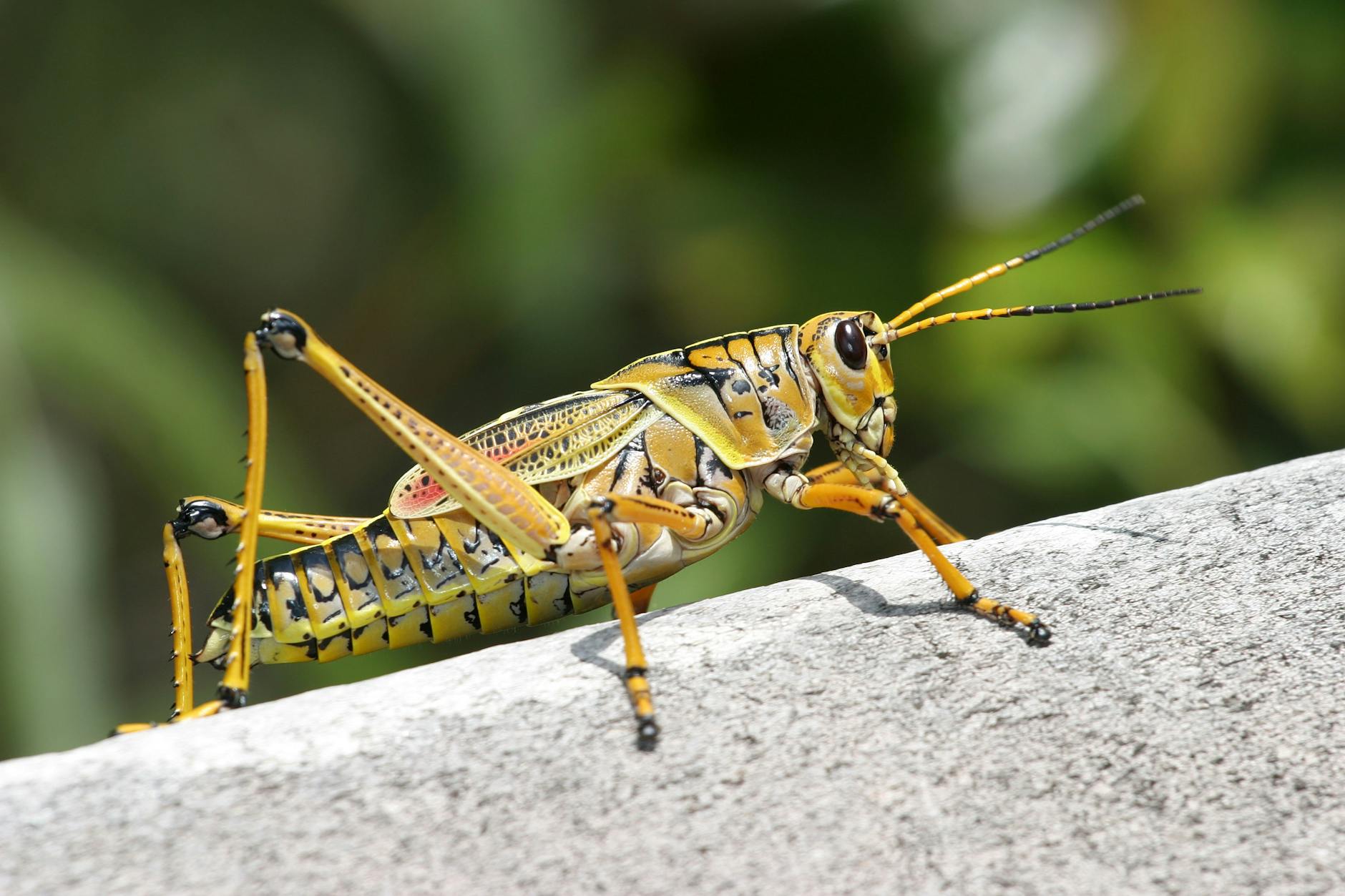 What If You’re Not a Grasshopper After All?
