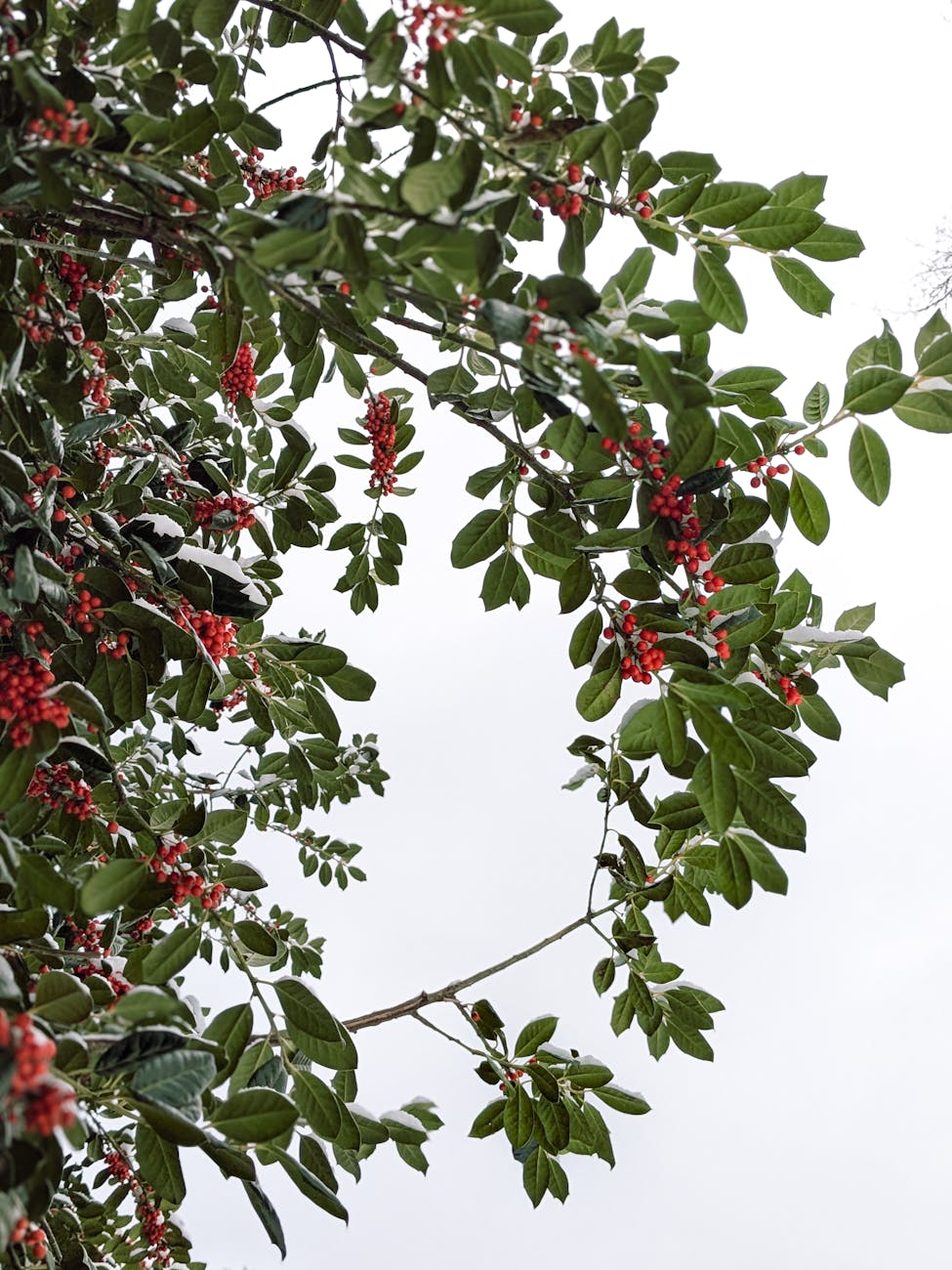 Be the Light Your Family Needs This Holiday Season