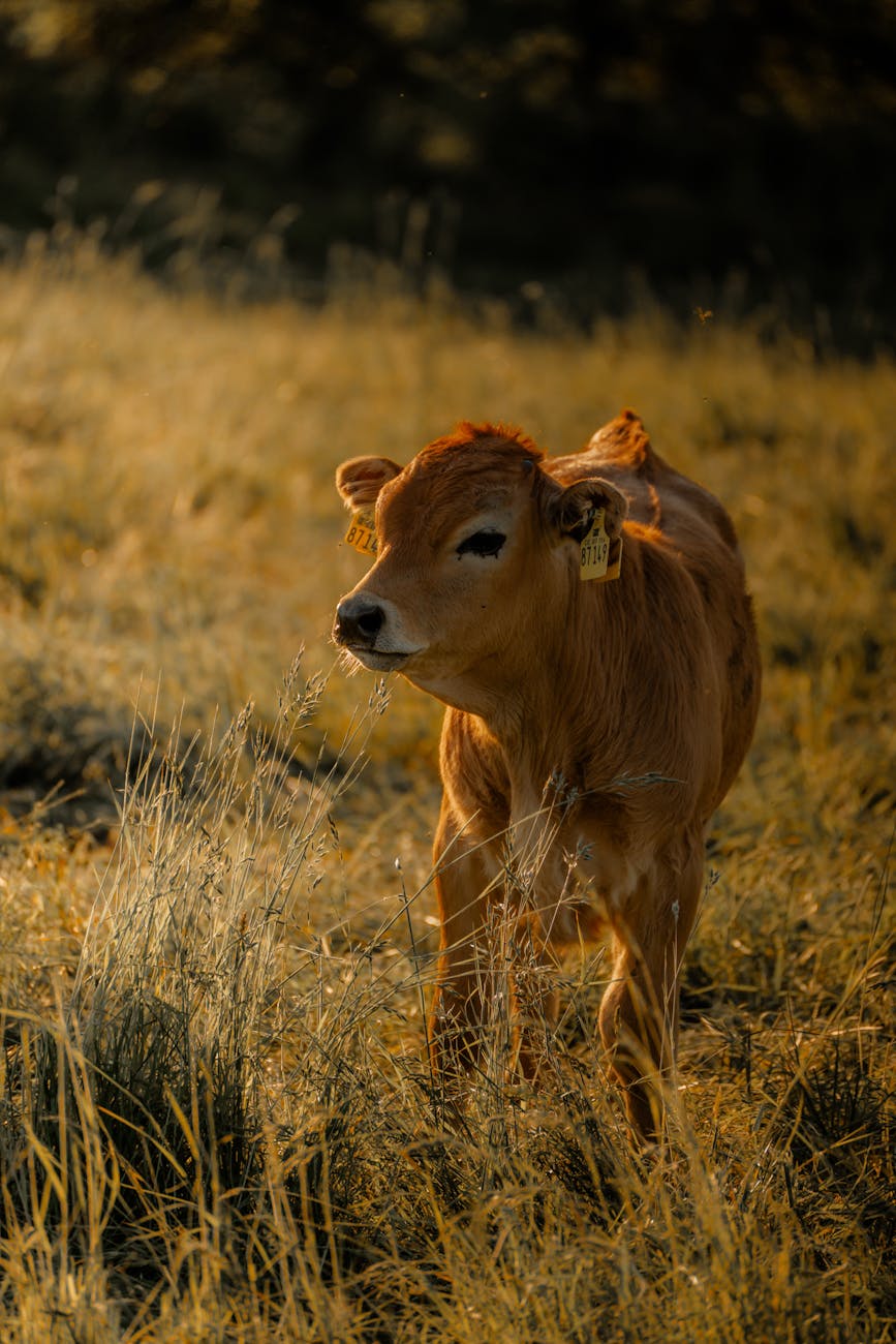 The Corruption of the Soul: Idolatry and the Golden Calf